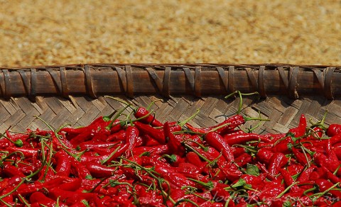 papryczki-chili-suszenie-chiny-2 papryka chili suszona w chinach