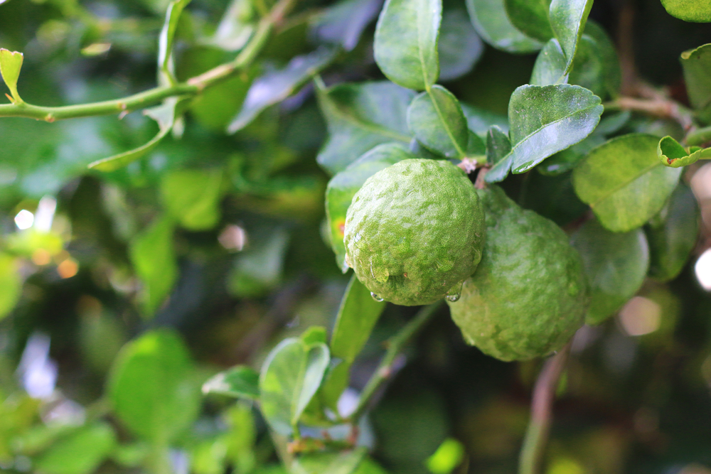 kaffir limonka drzewko
