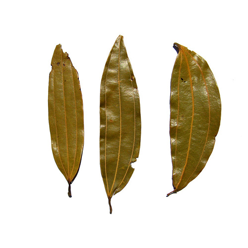 liscie malabar cynamonowca tamala