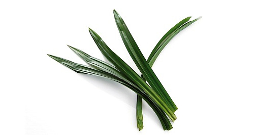 pandan liscie
